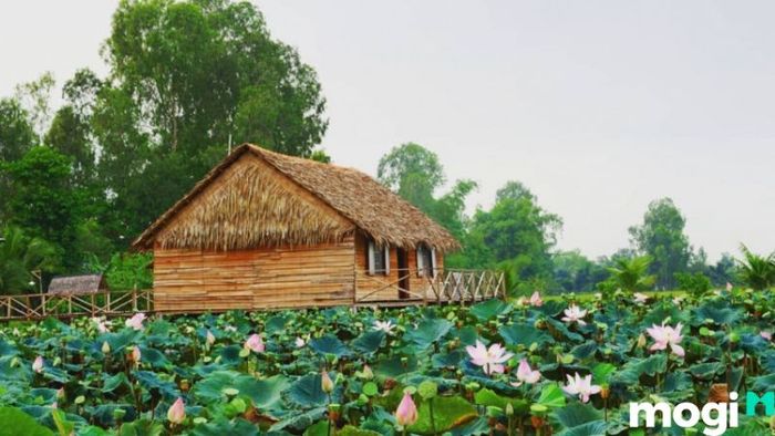 đồng sen Tháp Mười