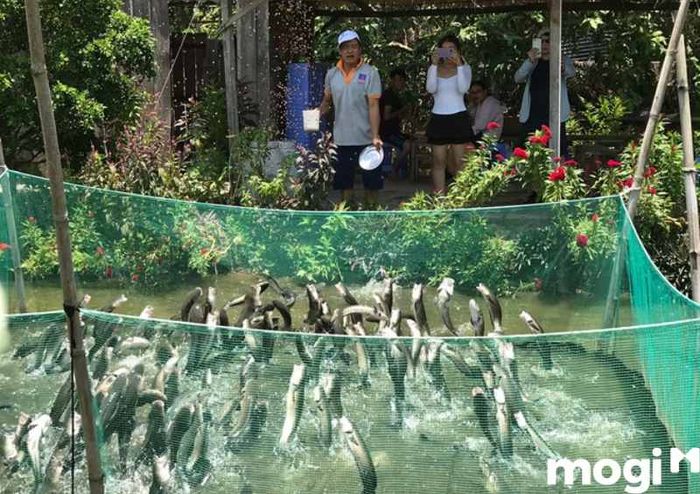 Vườn trái cây Ba Cống Cần Thơ sở hữu nhiều ao hồ nhỏ lý tưởng để nuôi các loại cá.