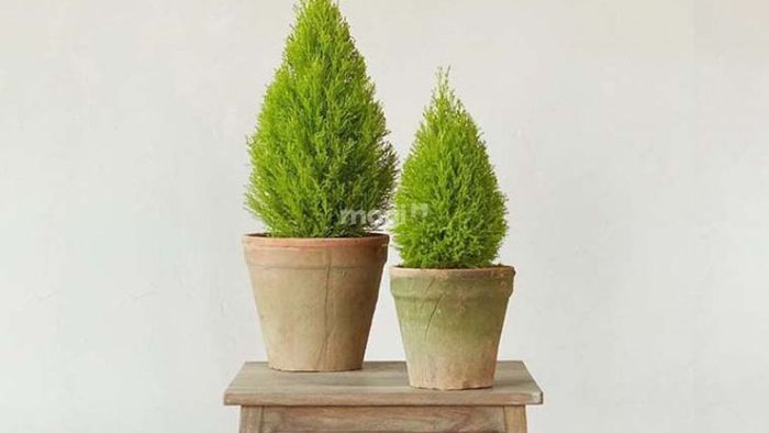 Cây Tùng Thơm – Biểu tượng may mắn và thịnh vượng trong phong thủy