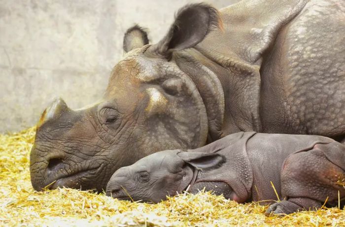 Tensing and her newborn calf rest together peacefully at the Denver Zoo.