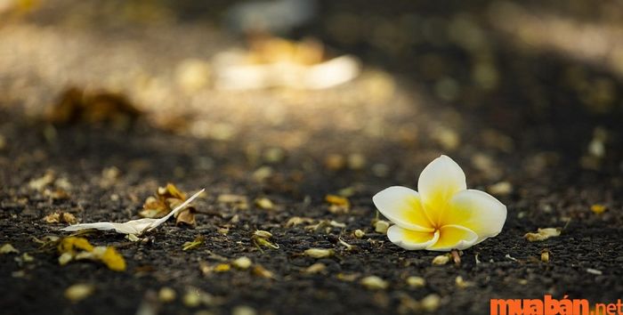 Hoa Đại chỉ thích hợp trồng ở những nơi âm trạch, như mộ phần hay chùa chiền.