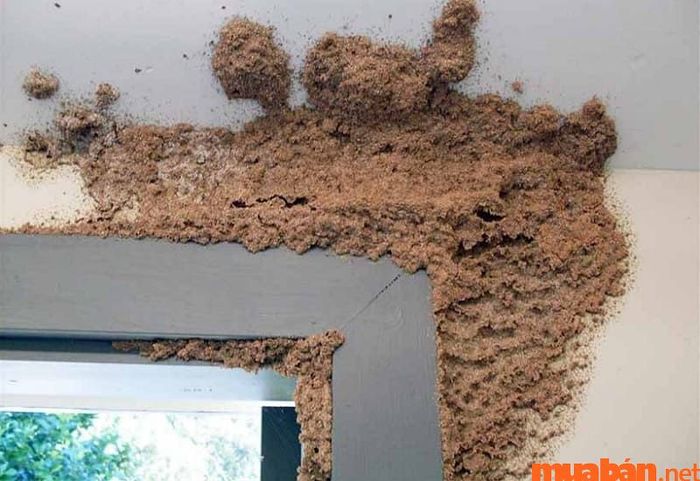 Mối không chỉ gây hư hại tài sản mà còn ảnh hưởng đến sinh khí trong ngôi nhà