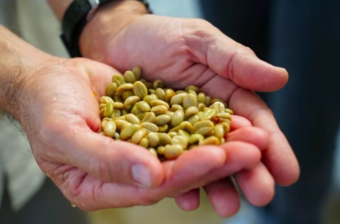 During a tour of Colombia's Coffee Triangle, visitors are shown freshly harvested coffee beans.