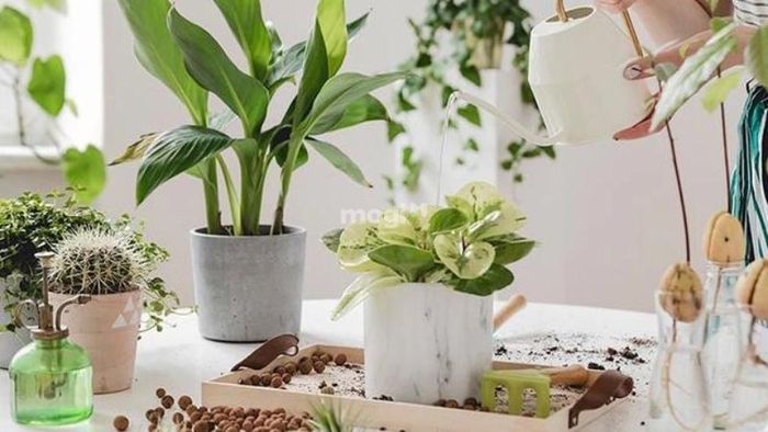 Đảm bảo tưới đủ nước cho cây
