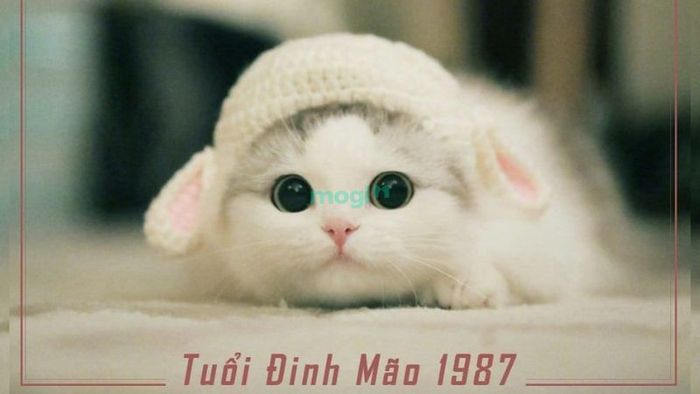 Tuổi Đinh Mão 1987 là người cầm tinh con mèo, thuộc mệnh Hỏa và nạp âm Lư Trung Hỏa (lửa trong lò).