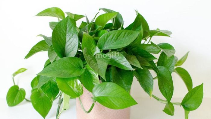 Cây Trầu Bà Xanh