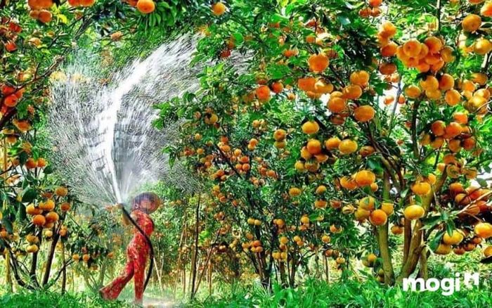 vườn trái cây chín hồng