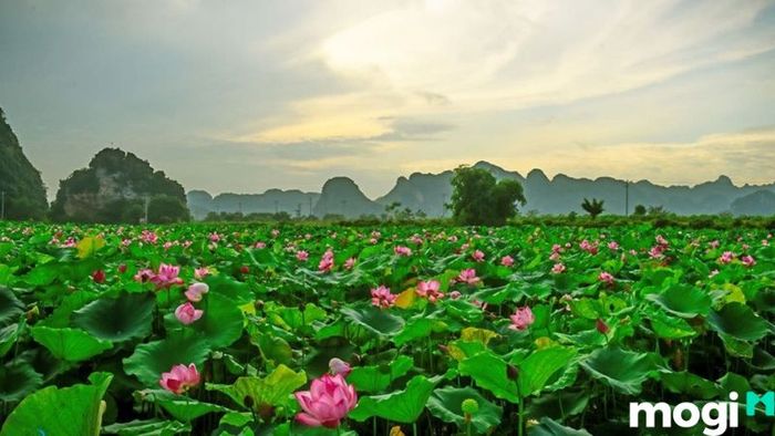 đồng sen Tháp Mười