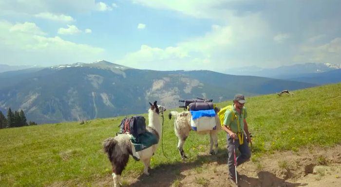 Llamas are a perfect match for adventure operators in Colorado.