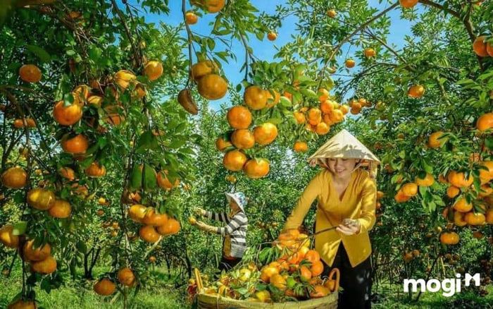 vườn trái cây chín hồng