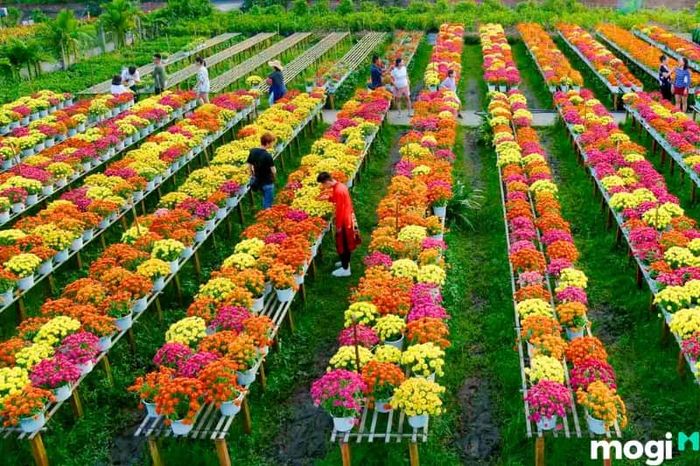 Làng hoa Sa Đéc Đồng Tháp là một điểm du lịch hấp dẫn, thu hút sự chú ý của nhiều du khách khi đến với Sa Đéc.