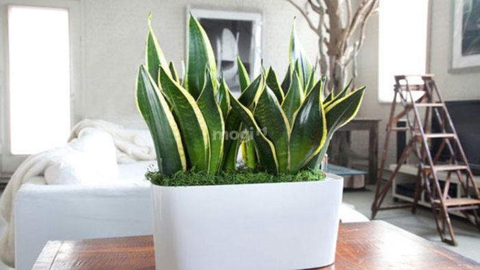 Cây lưỡi hổ