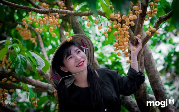 Vườn trái cây Chín Hồng là một điểm đến hấp dẫn dành cho những ai yêu thích thiên nhiên và các loại trái cây tươi ngon.