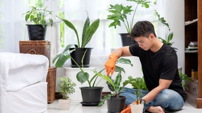 Cắt tỉa cây thường xuyên