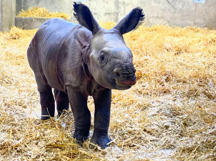 Since her arrival, the young calf has started to explore her new environment in the Toyota Elephant Passage at the Denver Zoo.