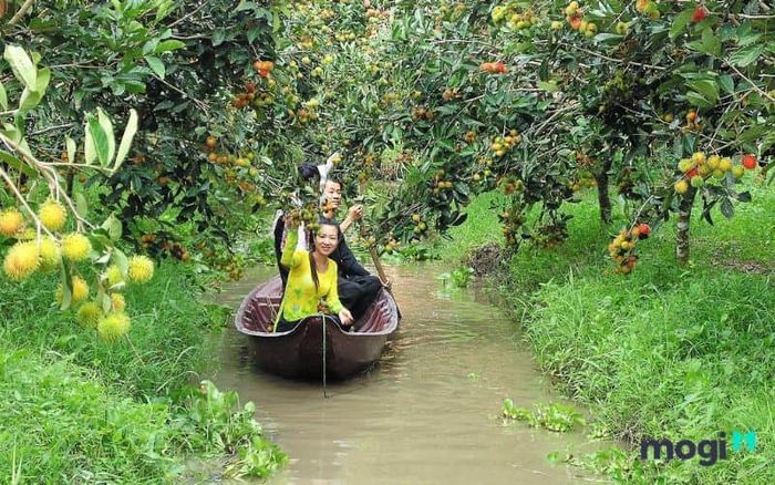 vườn trái cây chín hồng