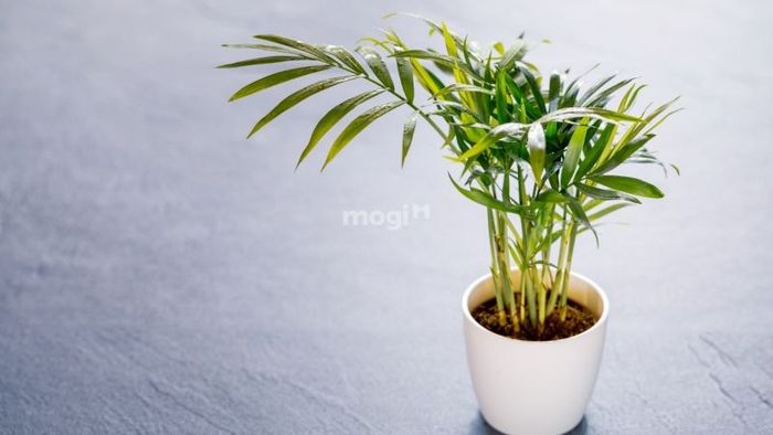 Cây Cau Tiểu Trâm