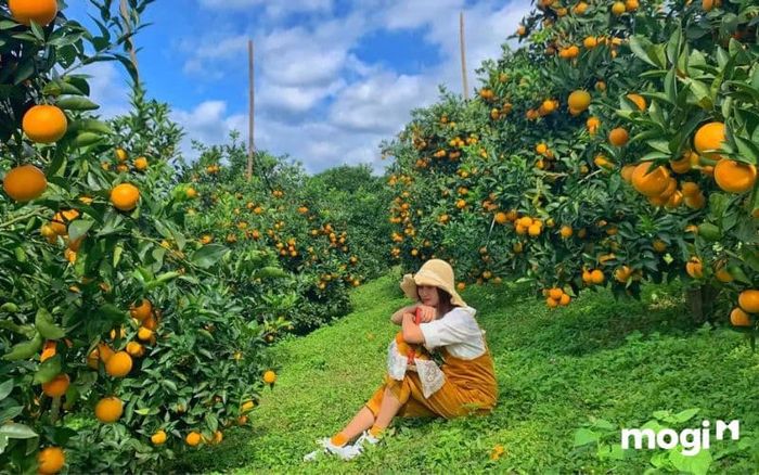 Vườn trái cây Chín Hồng là một điểm đến nổi bật, nơi bạn có thể hòa mình vào không gian thiên nhiên xanh tươi, tận hưởng những loại trái cây ngon tuyệt.