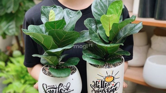 Mệnh Mộc hợp cây gì? – Cây Bàng Singapore là một gợi ý tuyệt vời