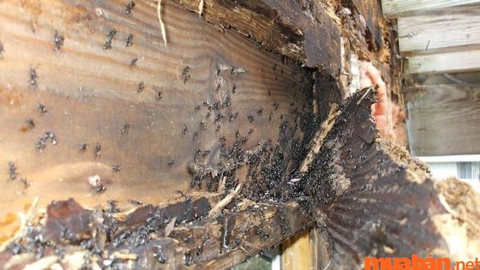 Vì sao có mối trong nhà?