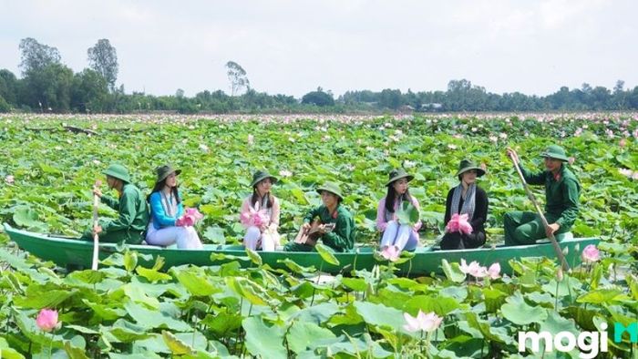 đồng sen Tháp Mười