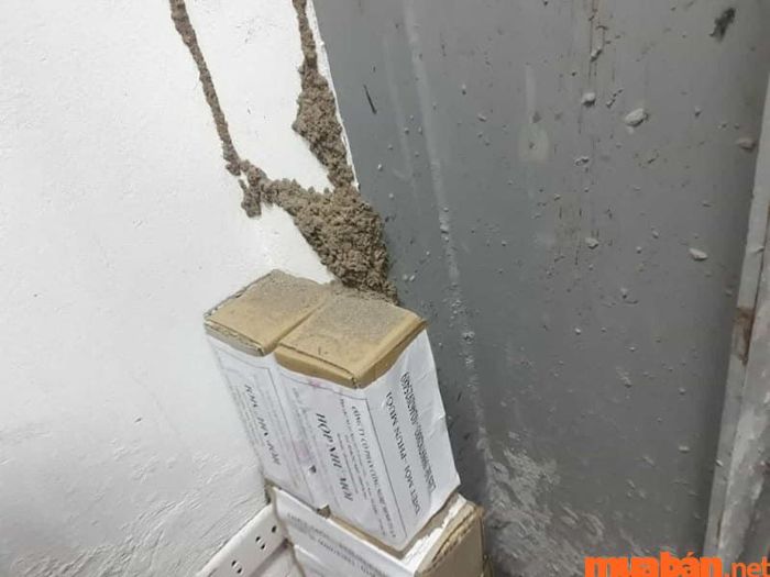 Hiểu rõ nguyên nhân nhà có mối giúp bạn tìm được giải pháp xử lý mối tận gốc một cách hiệu quả