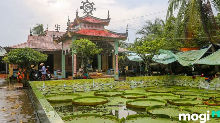 đồng sen Tháp Mười