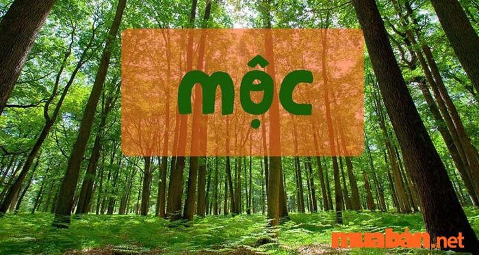 Những người mệnh Mộc xây nhà theo hướng Đông Nam sẽ gặp nhiều thuận lợi