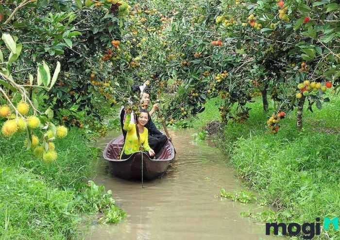 Vườn trái cây Ba Cống nằm tại phường Long Tuyền, quận Bình Thủy, TP Cần Thơ