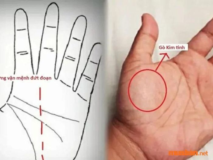 Các nốt ruồi xuất hiện ở những vị trí đặc biệt trong lòng bàn tay như Gò Kim Tinh không chỉ mang đến may mắn mà còn giúp gia chủ thu hút tài lộc, công danh, và thịnh vượng trong cuộc sống.