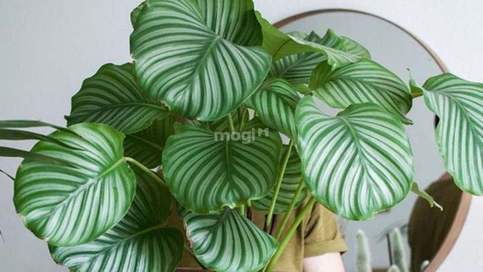 Cây Đuôi Công Xanh – Sự kết hợp hoàn hảo cho không gian sống