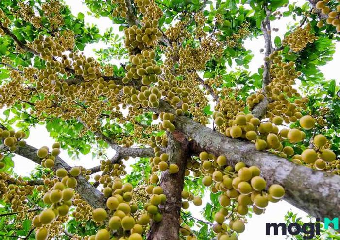 Dâu da, một loại trái cây đặc trưng của miền Tây, chắc chắn sẽ làm du khách say mê.