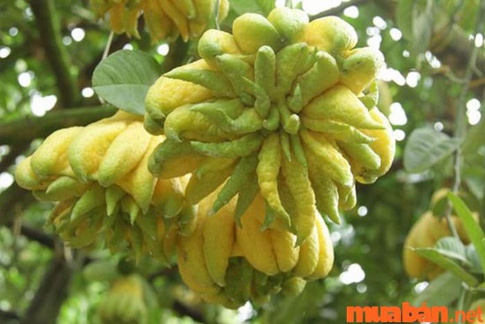 Văn khấn ngày rằm tháng 3 chi tiết 2