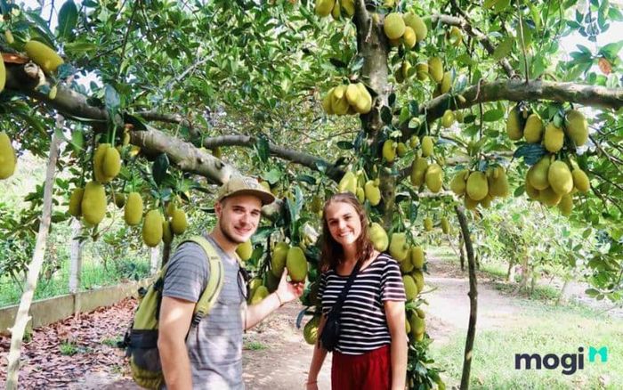 vườn trái cây chín hồng