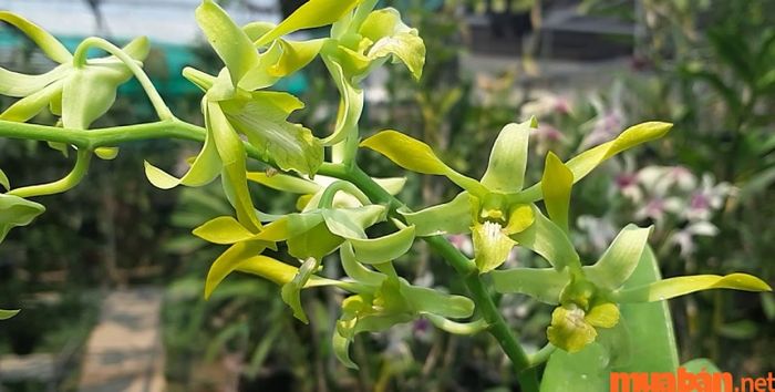 Không nên cắm hoa lan móng rồng trên bàn thờ