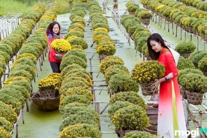 Bên cạnh việc cung cấp hoa kiểng cho cả nước, làng hoa Sa Đéc còn xuất khẩu sản phẩm hoa của mình sang nhiều quốc gia trên toàn thế giới.