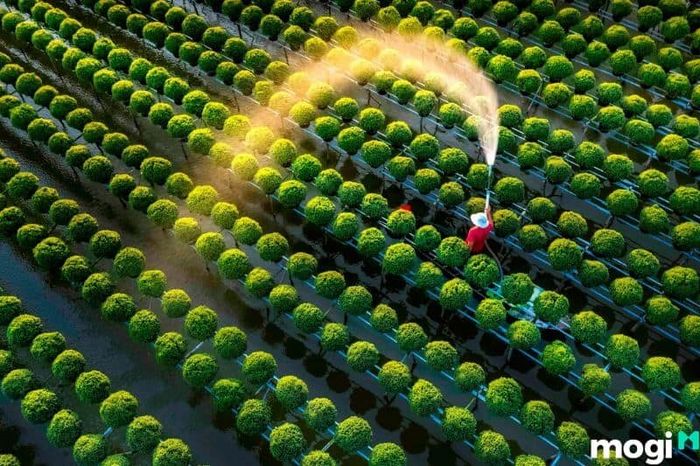 Làng hoa Sa Đéc tọa lạc tại Phường Tân Quý Đông, thành phố Sa Đéc, Đồng Tháp.