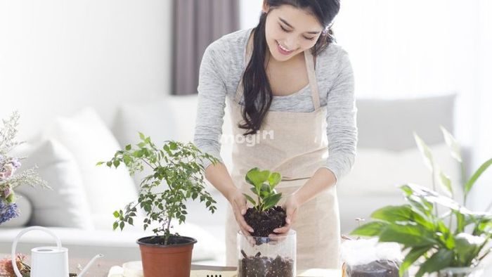 Đảm bảo cung cấp đủ chất dinh dưỡng cho cây để cây phát triển khỏe mạnh