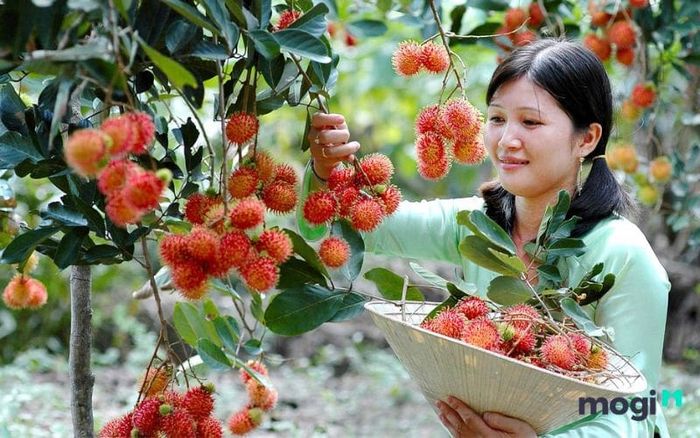 vườn trái cây Chín Hồng