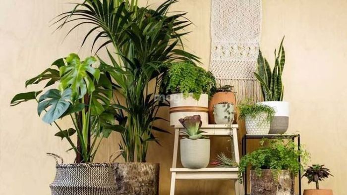 Lợi ích của việc trồng cây trong không gian sống của bạn