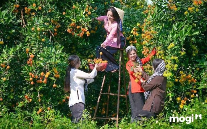 vườn trái cây chín hồng