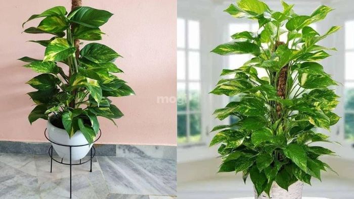 Cây trầu ông