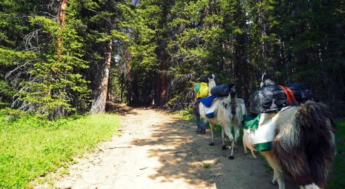 Llamas make it easier for hikers to venture further into the forest.