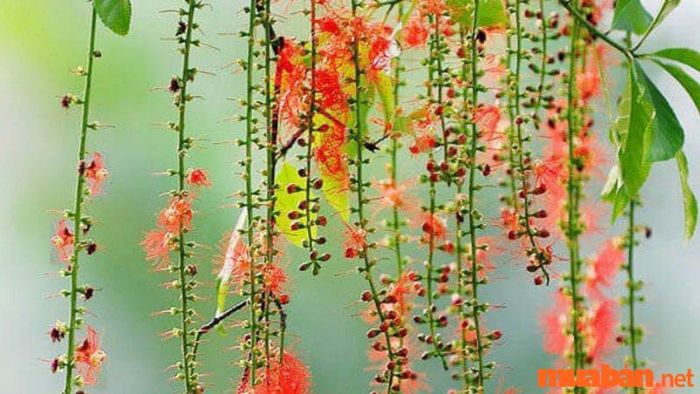 Hoa của cây Lộc Vừng