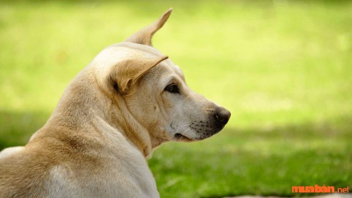 Ý nghĩa của loài chó trong truyền thống dân gian
