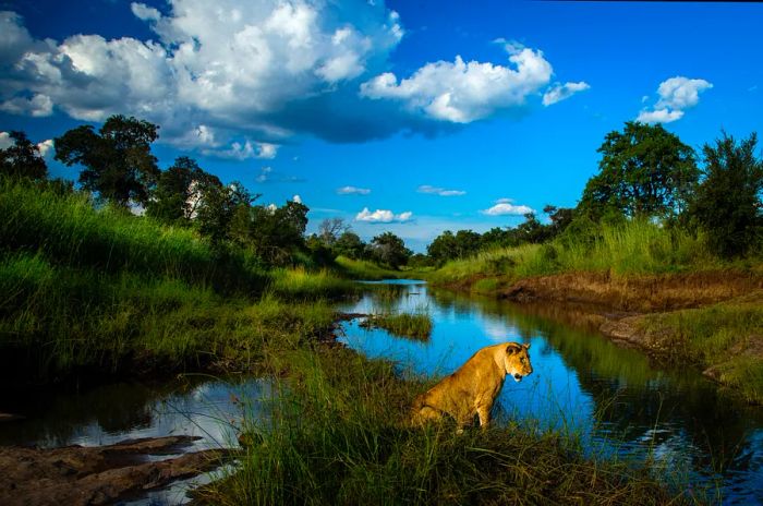 A lion in Zambia