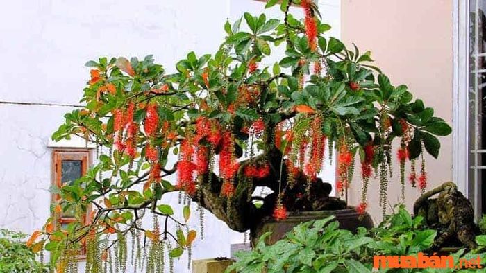 Cây Lộc Vừng là một loại cây có giá trị cả về mặt thẩm mỹ và phong thủy.