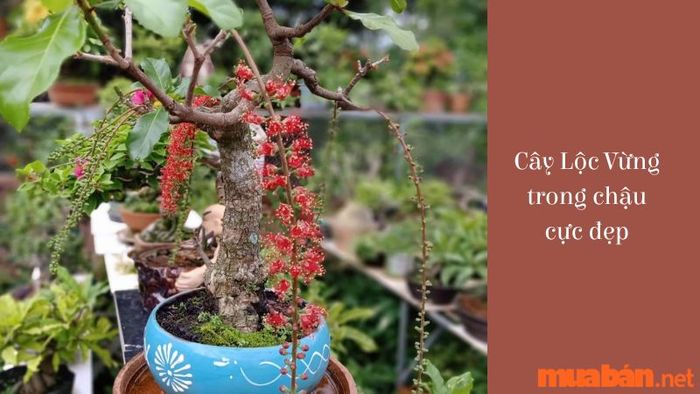 Cây Lộc Vừng bonsai