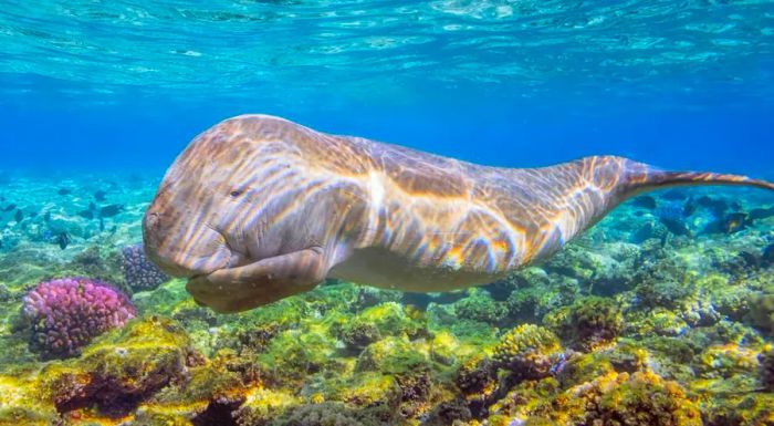 Among the rare creatures you might encounter in Egypt’s waters is the elusive Indian Ocean dugong, a majestic marine mammal.