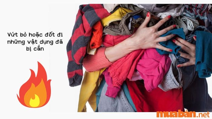 Cần loại bỏ hoặc đốt các vật dụng đã bị chuột cắn để tránh nguy cơ lây nhiễm.
